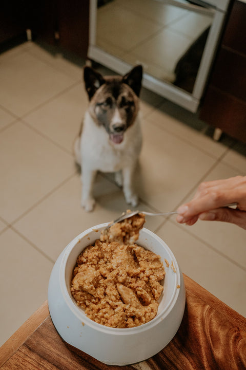 Dog Nutrition