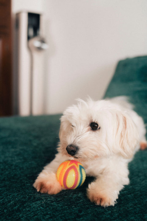 Pet Toys