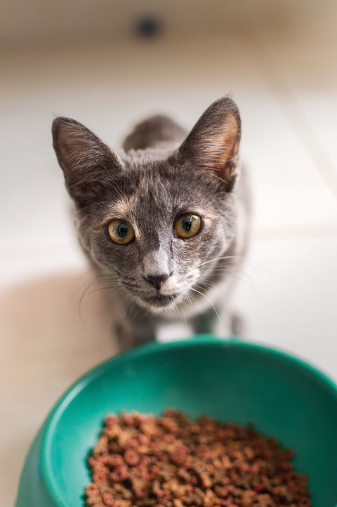 Cat Nutrition