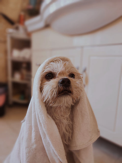 Bath and Hygiene
