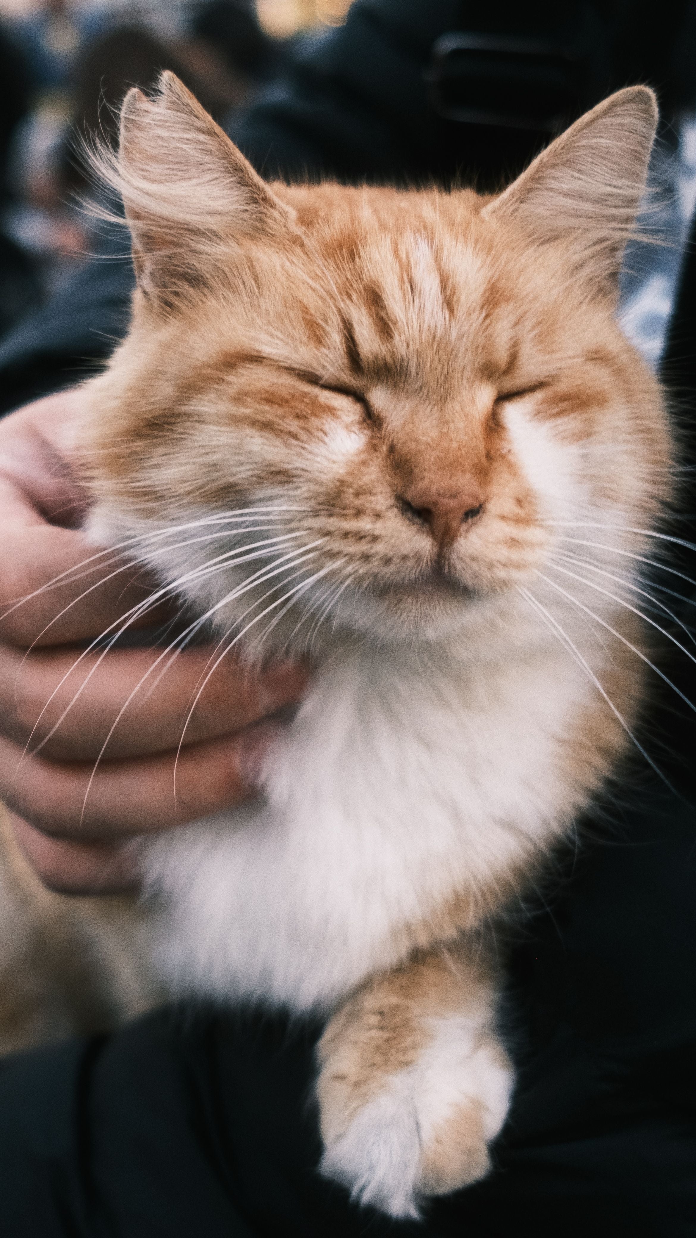 files/pexels-monurblc-34388974.jpg